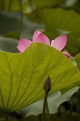 赋得涉江采芙蓉