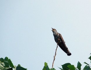 稼村诗帖