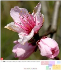 田园乐七首（一作辋川六言，第六首一作皇甫曾诗）