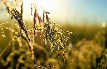 自大散以往，深林密竹，磴道盘曲四五十里至