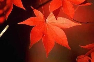 减字木兰花（赠小鬟琵琶）