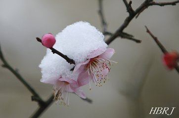 无闷·催雪