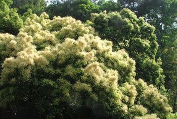 嶀台神弦曲