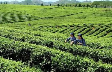 和王知府惠双井茶