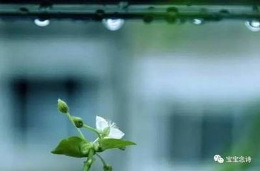 荠花