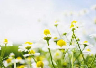 题庐山东寺远大师影堂