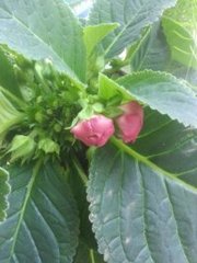 临江仙（县圃种花）