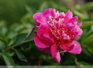 如梦令（和张文伯芍药）