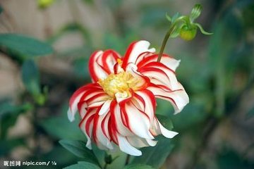 园中锦被花始开一枝红白二色赵守以二诗见报
