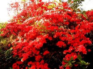 送杜鹃花