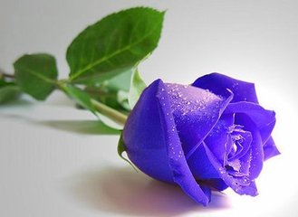长相思·花一枝