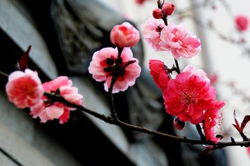 朝中措（丙午立春大雪，是岁十二月九日丑时立春）