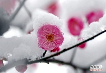 偷声木兰花（般涉调）