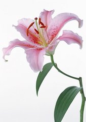 春送十四叔赴任渝州录事绝句（中字）