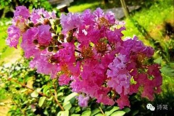 郡斋有紫薇双本，自朱明接于徂暑，其花芳馥