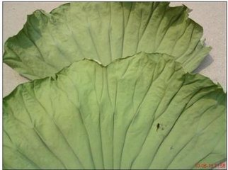 干荷叶·干荷叶