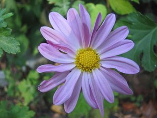 拨不断·菊花开