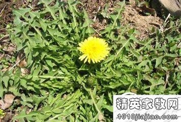 春日书事呈历阳县苏仁仲八首