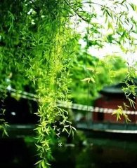 菩萨蛮·晴窗睡起炉烟直