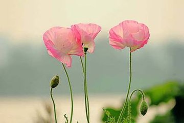 转声虞美人（霅上送唐彦猷·高平调）