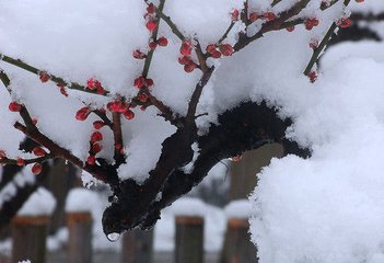 庚午腊中苦寒不雪不雪岭南之常而苦寒为希有