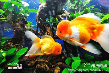 忆仙姿（二之二）
