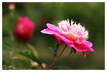 昭庆寺看芍药
