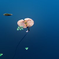 夏初临·泛水新荷