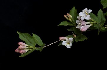 锦带花