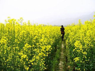 汉阴庭树