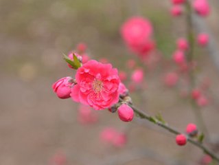 菩萨蛮·今年是处梅花早