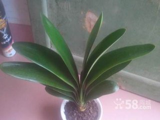 麻子湖遇逆风