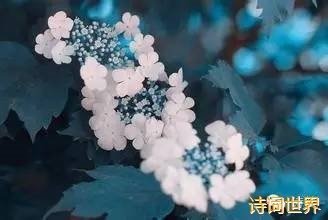 贺新郎（题扬州琼花观）