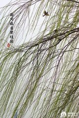 小劳