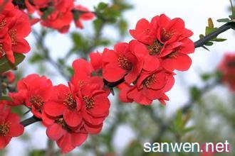 江神子（李别驾招饮海棠花下）