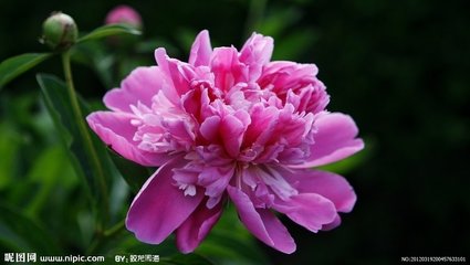 冉冉云（牡丹盛开，招同官小饮，赋此）
