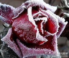 赠刘隐居