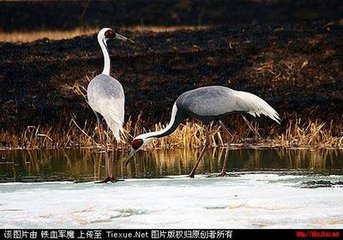 西江月·箫玉和鸣云里