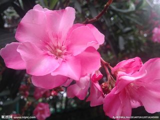 夹竹桃花·咏题