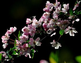 摊破浣溪沙·春草萋萋绿渐浓