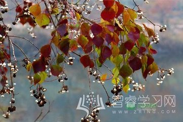 【中吕】粉蝶儿_骄马金鞭，