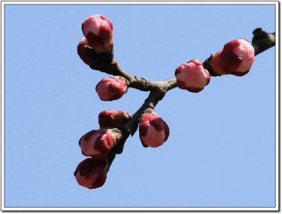 三月三日定昆池奉和萧令得潭字韵