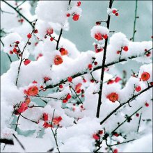 霜天晓角·梅花一簇