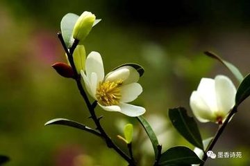 木兰花（探梅寄李士举）