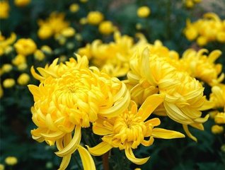 峡中重九以菊有黄华分韵得菊字