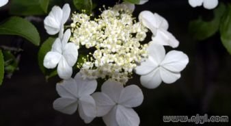后土庙