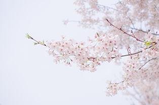 永遇乐·探梅次时斋韵