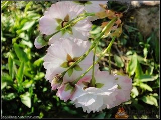 熊主簿示梅花十绝诗至梅花已过因观海棠辄次