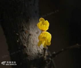 次韵蜀客西归者来过石湖，并寄成都旧僚