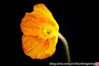 虞美人·犹疑绿萼花微甚